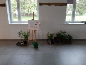 rośliny przygotowane do sadzenia